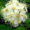 Спирея дубравколистная (chamaedryfolia) 10