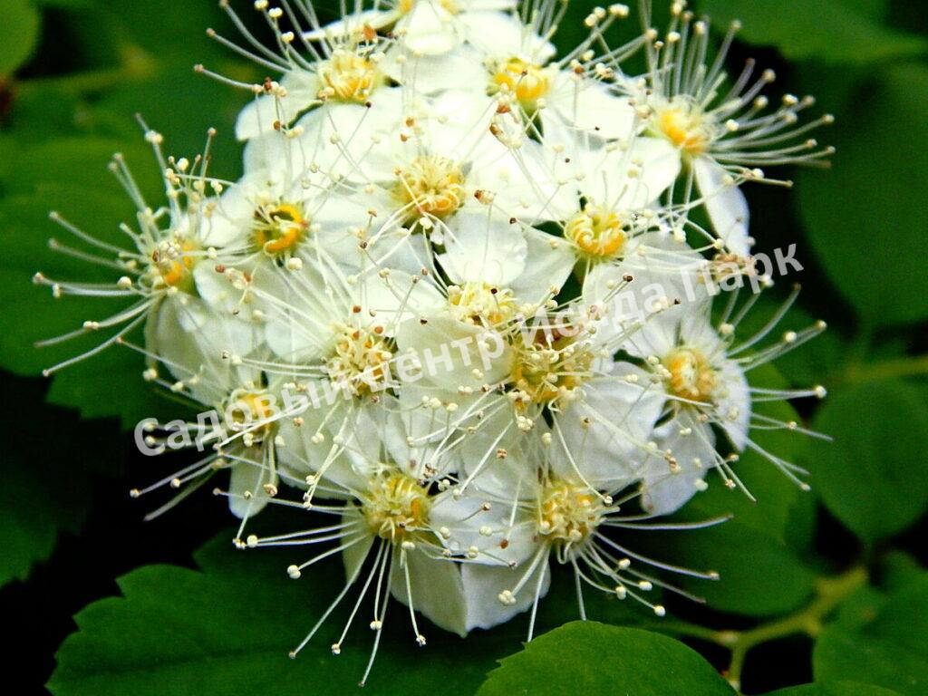 Спирея дубравколистная (chamaedryfolia)