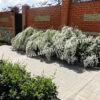Спирея дубравколистная (chamaedryfolia) 21