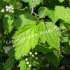 Спирея дубравколистная (chamaedryfolia) 11