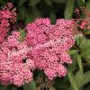 Спирея японская Фробели (Froebelii) 9