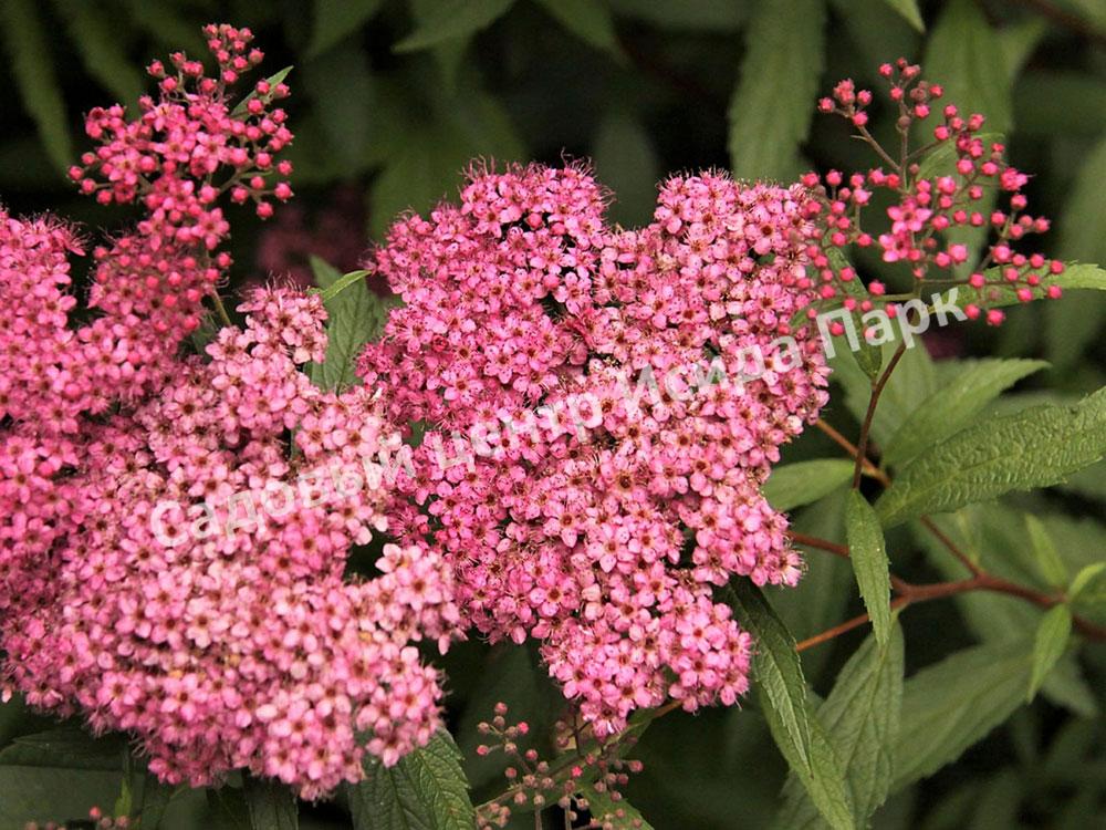 Спирея японская Фробели (Froebelii) Спирея японская Фробели (Froebelii)