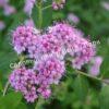 Спирея японская Фробели (Froebelii) 8