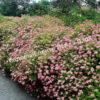 Спирея японская Фробели (Froebelii) 10
