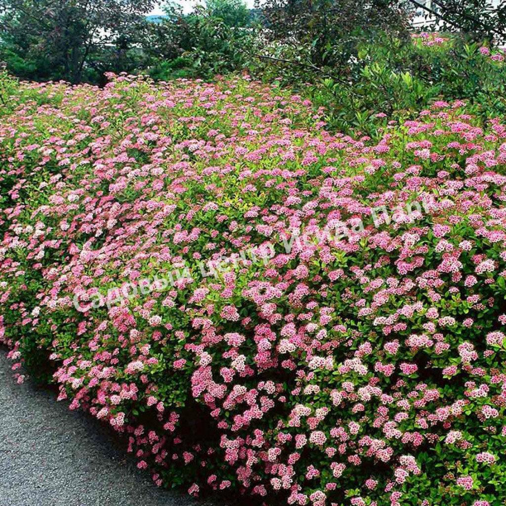 Спирея японская Фробели (Froebelii)