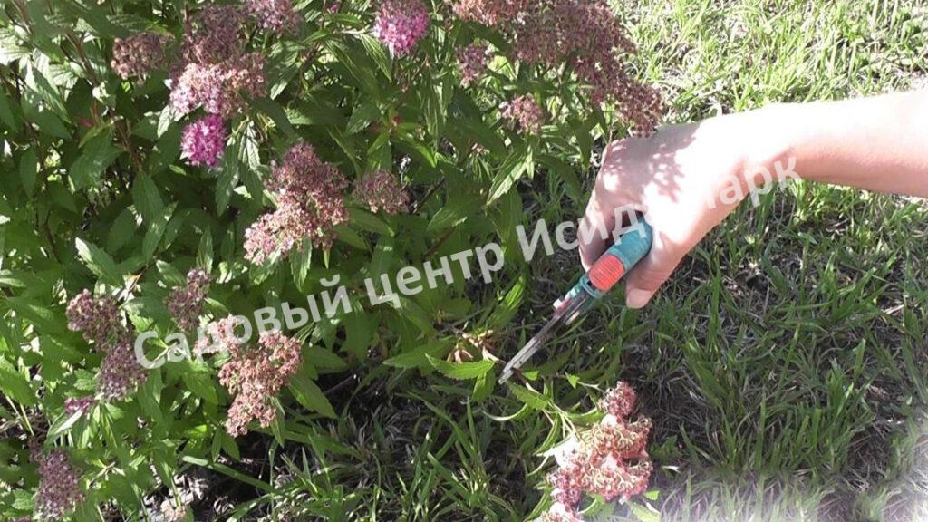 Спирея японская Фробели (Froebelii)