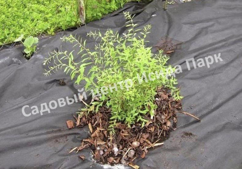 Спирея японская Фробели (Froebelii) Спирея японская Фробели (Froebelii)