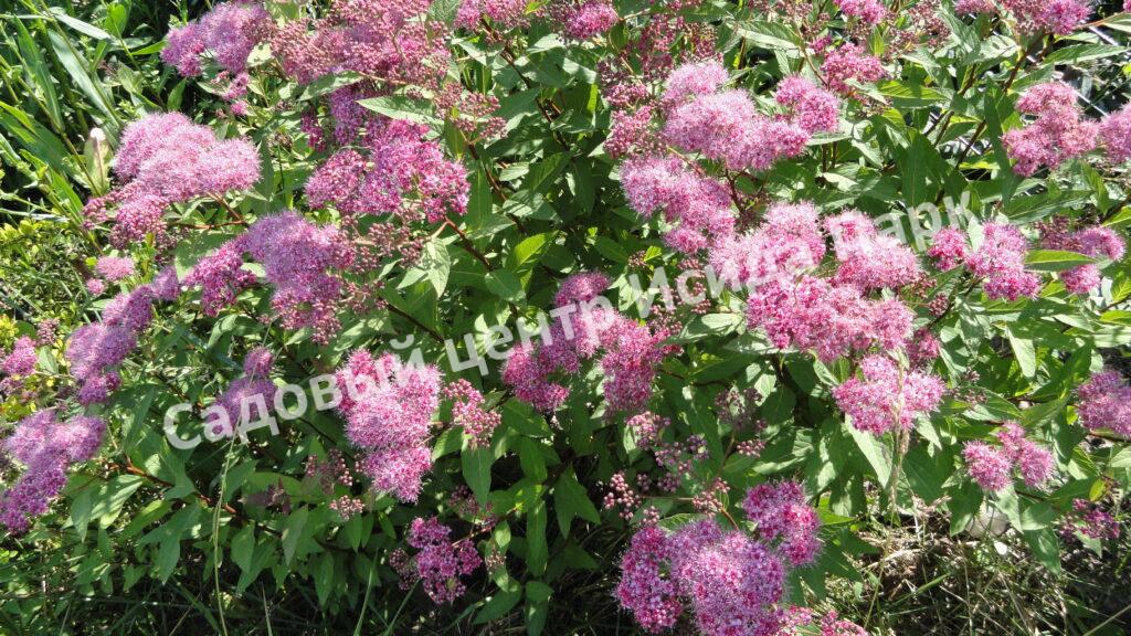 Спирея японская Фробели (Froebelii) Спирея японская Фробели (Froebelii)