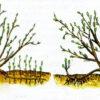 Спирея японская Фробели (Froebelii) 19