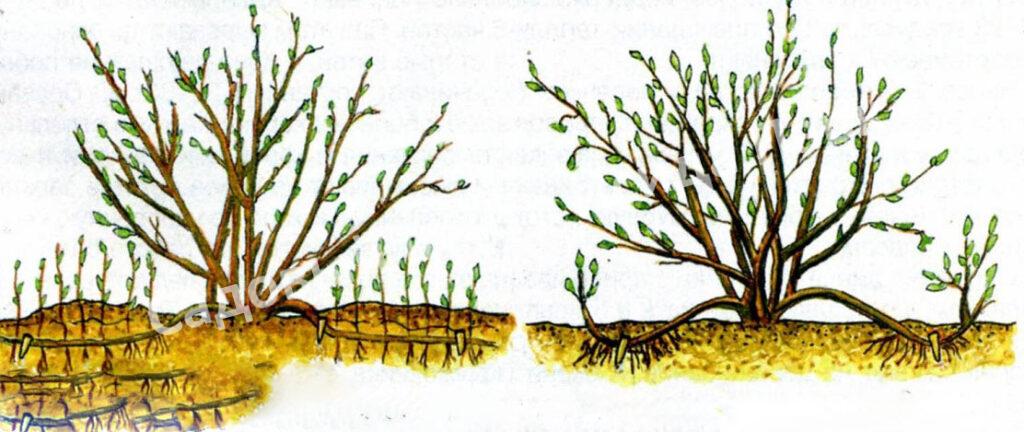 Спирея японская Фробели (Froebelii)
