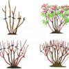 Спирея японская Фробели (Froebelii) 20