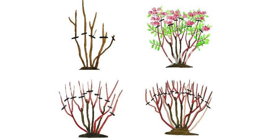 Спирея японская Фробели (Froebelii) Спирея японская Фробели (Froebelii)