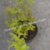 Спирея японская Фробели (Froebelii) 12