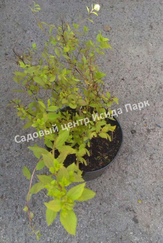 Спирея японская Фробели (Froebelii) Спирея японская Фробели (Froebelii)
