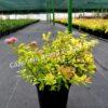Спирея японская Фробели (Froebelii) 13