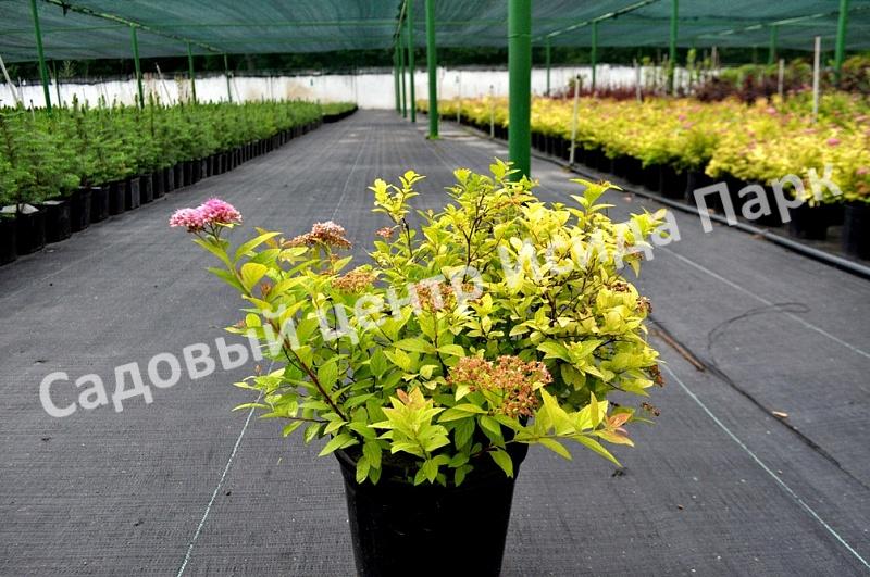 Спирея японская Фробели (Froebelii) Спирея японская Фробели (Froebelii)