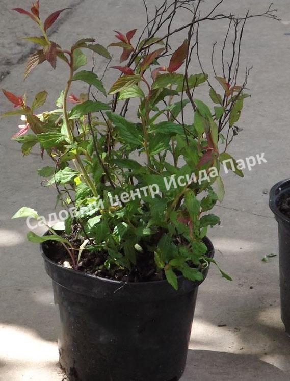Спирея японская Фробели (Froebelii) Спирея японская Фробели (Froebelii)