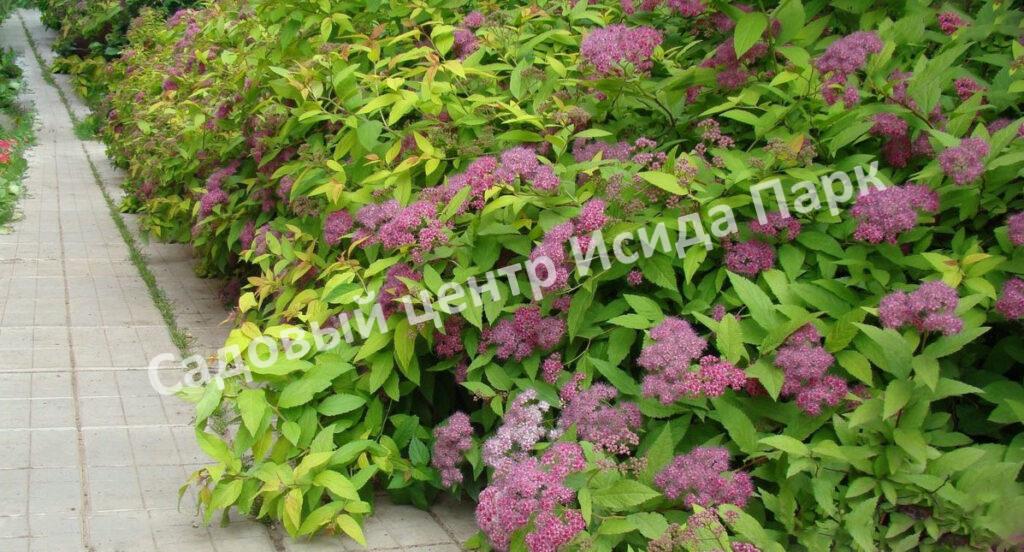 Спирея японская Фробели (Froebelii)