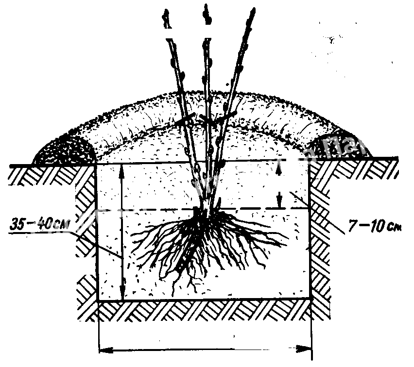 Спирея японская Фробели (Froebelii) Спирея японская Фробели (Froebelii)