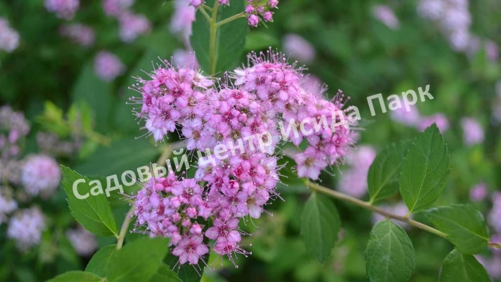 Спирея японская Фробели (Froebelii) Спирея японская Фробели (Froebelii)