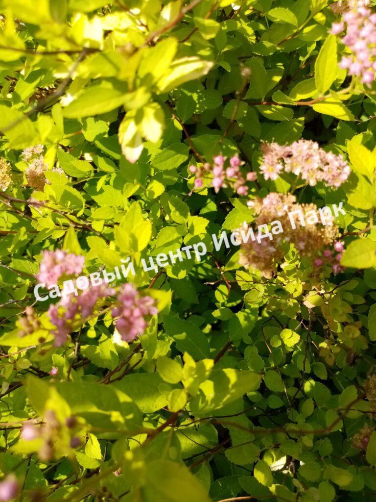 Спирея японская Голден Карпет (Golden Carpet, Золотой Ковер)