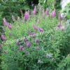 Спирея иволистная (Salicifolia) 8