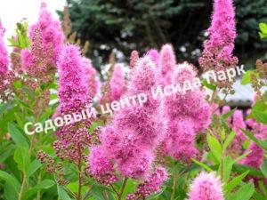 Спирея иволистная Грандифлора (Grandiflora)