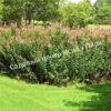 Спирея иволистная (Salicifolia) 15