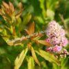 Спирея иволистная (Salicifolia) 9