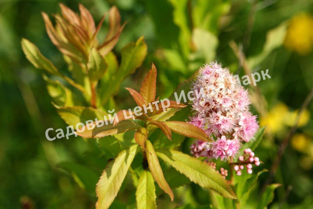 Спирея иволистная (Salicifolia)