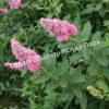 Спирея иволистная (Salicifolia) 10