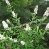 Спирея иволистная (Salicifolia) 20