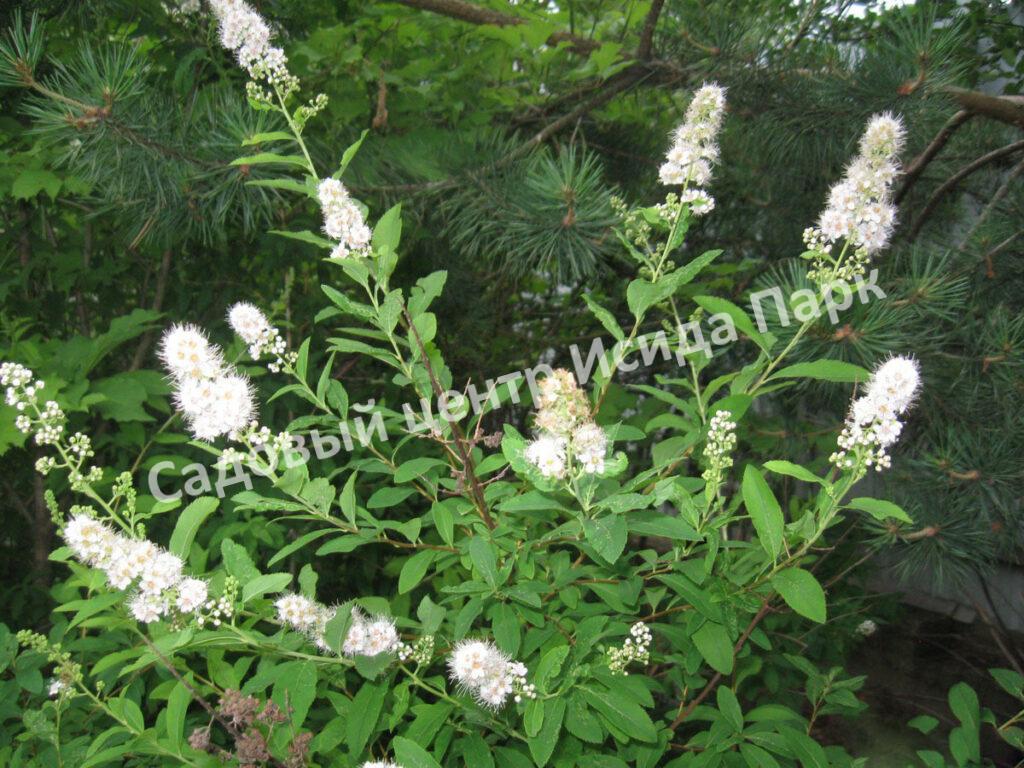 Спирея иволистная (Salicifolia)