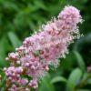 Спирея иволистная (Salicifolia) 22