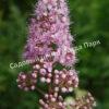 Спирея иволистная (Salicifolia) 11
