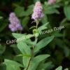 Спирея иволистная (Salicifolia) 12
