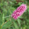 Спирея иволистная Грандифлора (Grandiflora) 2 Спирея иволистная Грандифлора (Grandiflora) 2