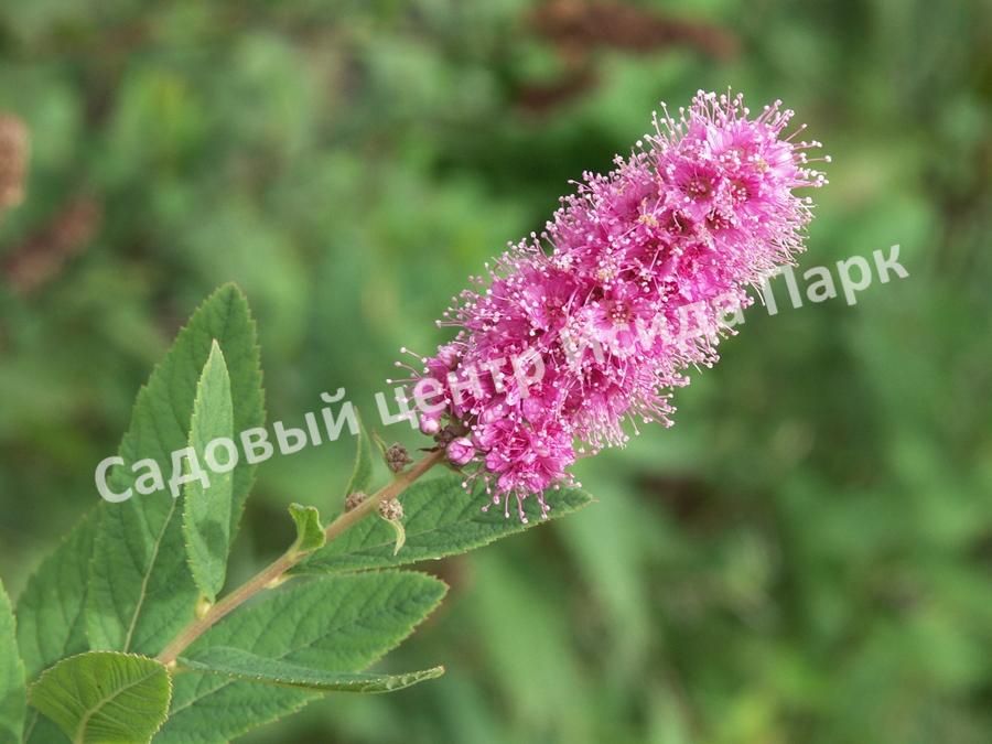 Спирея иволистная Грандифлора (Grandiflora) Спирея иволистная Грандифлора (Grandiflora)
