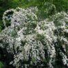 Спирея Сноумаунд (Snowmound) 10 Спирея Сноумаунд (Snowmound) 10