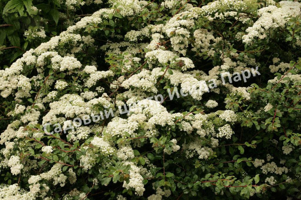 Спирея ниппонская Уайт Карпет, Вайт Карпет (White Carpet)