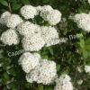 Спирея Сноумаунд (Snowmound) 11 Спирея Сноумаунд (Snowmound) 11