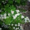 Спирея Сноумаунд (Snowmound) 12 Спирея Сноумаунд (Snowmound) 12