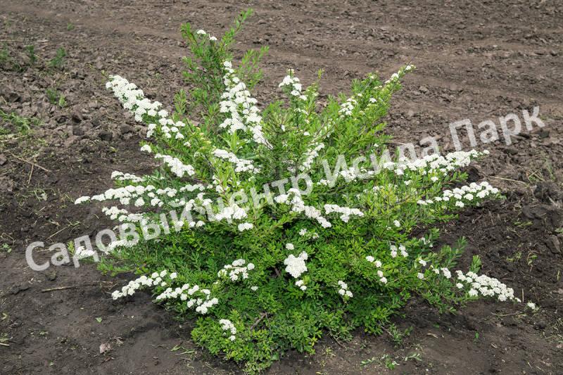 Спирея Сноумаунд (Snowmound) Спирея Сноумаунд (Snowmound)