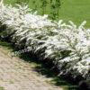 Спирея Сноумаунд (Snowmound) 16