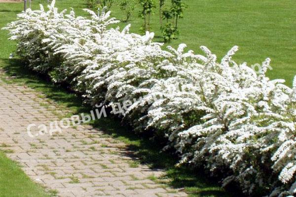 Спирея Сноумаунд (Snowmound) Спирея Сноумаунд (Snowmound)