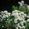 Спирея Сноумаунд (Snowmound) 20