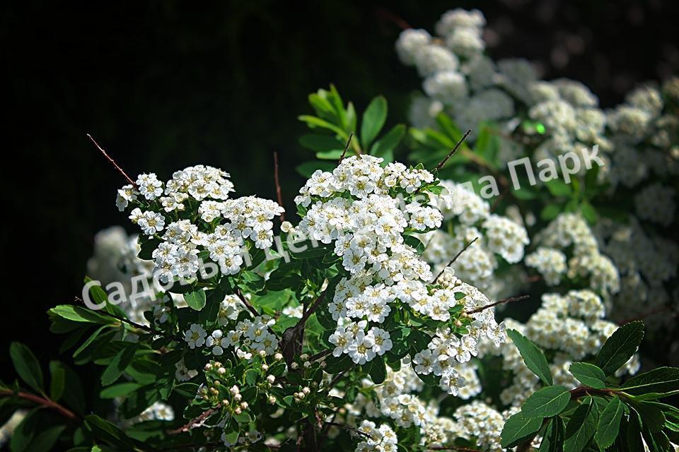 Спирея Сноумаунд (Snowmound) Спирея Сноумаунд (Snowmound)
