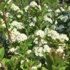 Спирея Сноумаунд (Snowmound) 21 Спирея Сноумаунд (Snowmound) 21