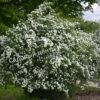 Спирея Сноумаунд (Snowmound) 14 Спирея Сноумаунд (Snowmound) 14