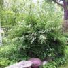 Спирея Сноумаунд (Snowmound) 22
